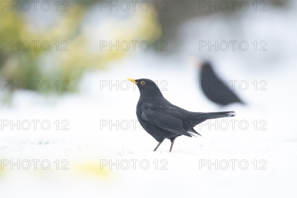 Eurasian blackbird (Turdus merula) adult male garden bird on a snow covered lawn in winter,