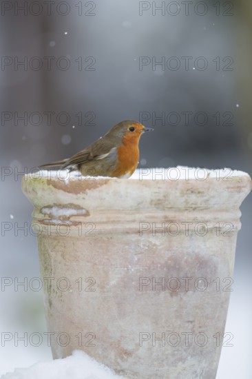 European robin (Erithacus rubecula) adult garden bird on a snow covered plant pot in winter,