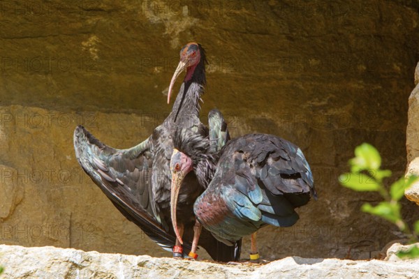 Northern Bald Ibis (Geronticus eremita) Captive Germany