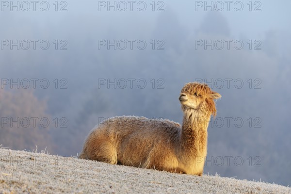 Alpaca (Vicugna pacos), white animal, adult animal, female animal, resting, frost-covered meadow,