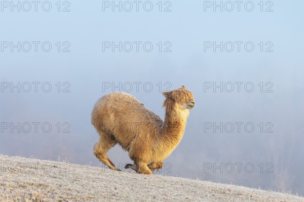Alpaca (Vicugna pacos), white animal, adult animal, female animal, laying down, frost-covered