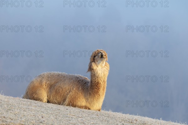 Alpaca (Vicugna pacos), yawning, white animal, adult animal, female animal, resting, frost-covered