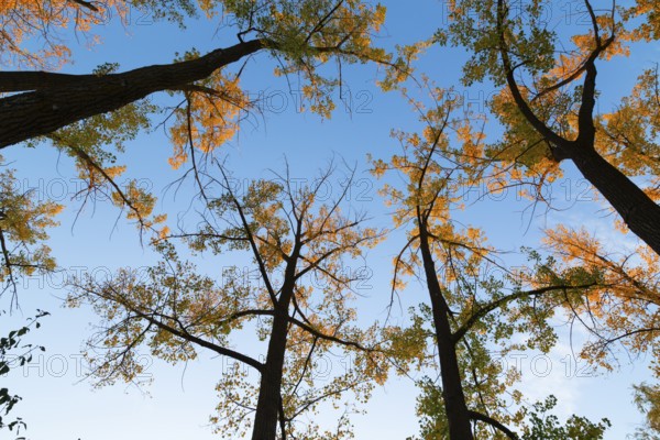 Low angle view of tall backlit silhouetted Populus deltoides - Eastern Cottonwood trees with green,