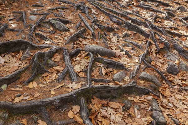 Close-up of exposed Pinus resinosa - Red Pine tree roots system and rocks plus fallen pine needles
