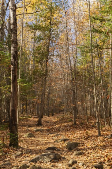 Hiking trail covered with rocks and fallen leaves through forest of mixed deciduous and evergreen