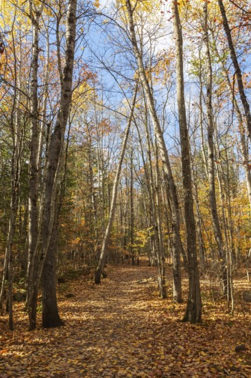 Hiking trail covered with fallen leaves through forest of mixed Betula - Birch and Acer - Maple