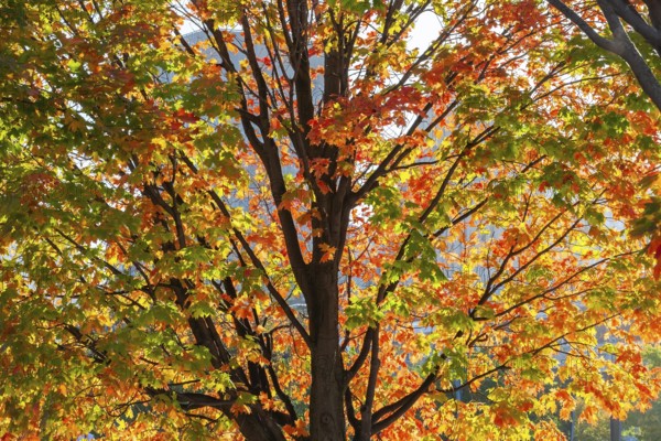 Backlit silhouetted Acer -Maple tree with green, orange and red leaves in autumn, Old Port of