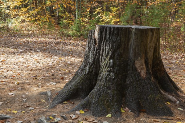 Close-up of large cut down Pinus - Pine tree trunk stump and long roots in autumn, Dorwin Falls