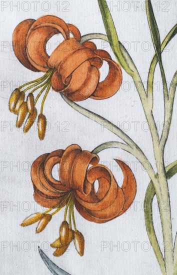 Blossoms, turban lily (Lilium pomponium), hand-coloured copperplate engraving from the Hortus