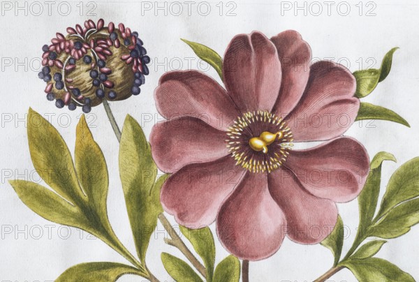 Flower, large-leaved peony (Peonia Mascula), hand-coloured copperplate engraving from the Hortus