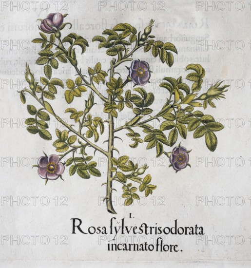 Wine rose (Rosa Rubiginosa), hand-coloured copperplate engraving from the Hortus Eystettensis,