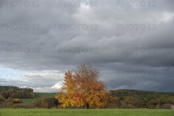 Tree in autumn colours, rain clouds (Nimbostratus), Neunhof near Lauf, Middle Franconia, Bavaria,