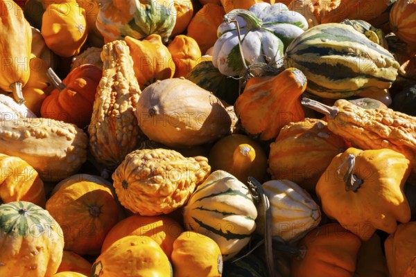 Close-up of freshly harvested mixed Cucurbita spp. 'Ornamental' - Gourds including pumpkins and