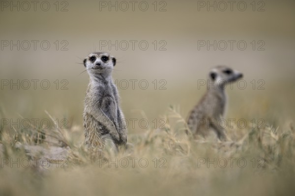 Meerkats or suricates (Suricata suricatta), Makgadikgadi Salt Pans, Makgadikgadi Pans National