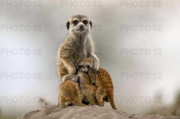 Meerkats or suricates (Suricata suricatta), mother with young, Makgadikgadi Salt Pans, Makgadikgadi