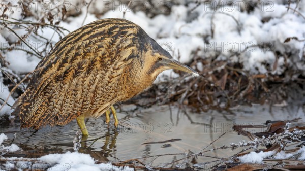 Bittern (Botaurus stellaris) in winter on a watercourse, snow and ice, frost, hunting, foraging,