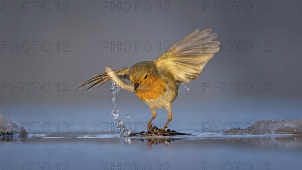 Robin (Erithacus rubecula) Family Flycatcher (Muscicapidae) Winter with frost and ice, hunting fish