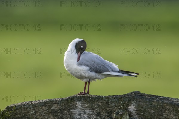 A black-headed gull (Chroicocephalus ridibundus, syn.: Larus ridibundus) preens its plumage on a