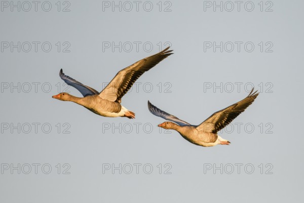 Two greylag geese (Anser anser) flying side by side in the clear sky, Dümmer nature park Park,
