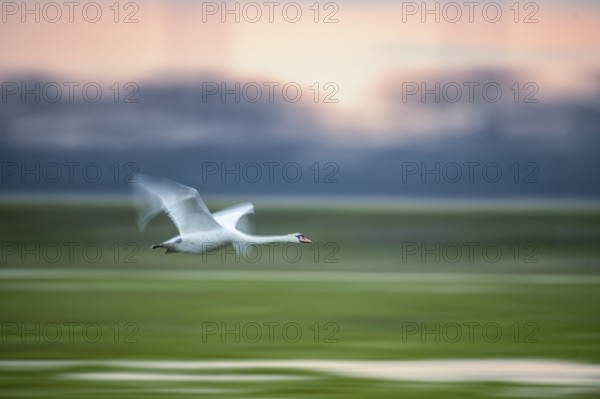 A Mute Swan (Cygnus olor) flies over a field in front of an orange-coloured sky, motion blur,