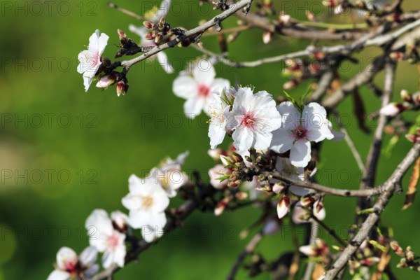 Almond blossom, blossoming branch, almond tree (Prunus dulcis), Agrigento, Sicily, Southern Italy,