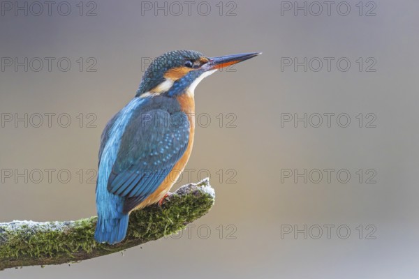 Kingfisher (Alcedo atthis) female, territory, on perch, lurking, foraging, hunting prey, fishing,