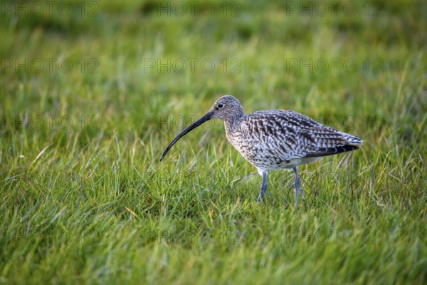 A curlew (Numenius arquata) in the grass with its typical long beak, Dümmer nature park Park, Lower