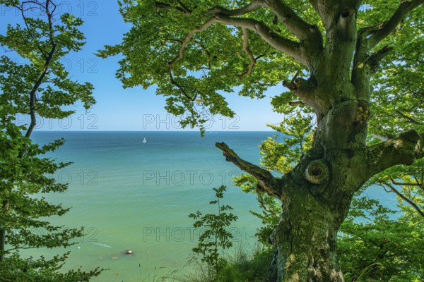 View of the Baltic Sea from the chalk cliffs in Jasmund National Park on Rügen with a sailboat,