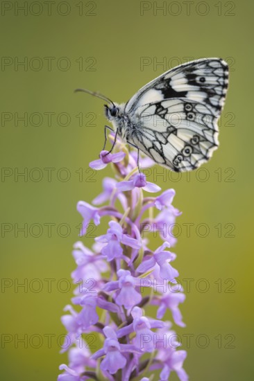 Checkerspot butterfly (Melanargia galathea) on Gymnadenia conopsea, Bad Münstereifel, North