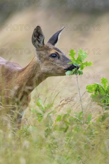Female roe deer (Capreolus capreolus) in a meadow, grazing on a leaf, feeding, browsing, Vechta,