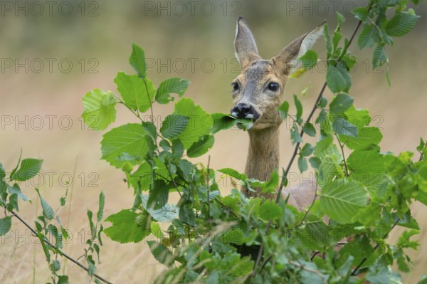 Female roe deer (Capreolus capreolus) in a meadow, grazing on a leaf, feeding, browsing, Vechta,