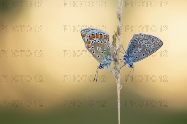Blue butterfly (Polyommatus icarus), Goldenstedt moor, Goldenstedt, Lower Saxony, Germany