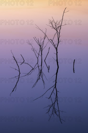 Birch (Betula) reflected in the water at dawn in the Molberger Dose, Hochmoor, Molbergen, Lower