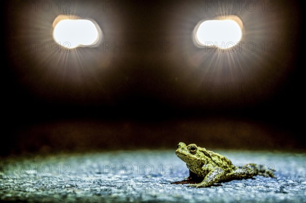 Common toad (Bufo Bufo) during toad migration at night in the spotlight, Dümmerniederung, Diepholz