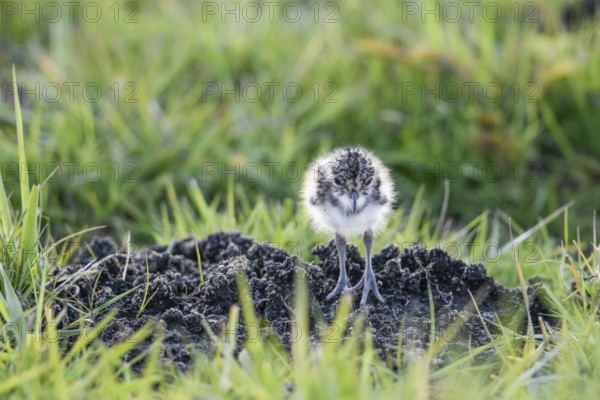 A lapwing chick (Vanellus vanellus) in down plumage in the tall grass runs curiously towards a