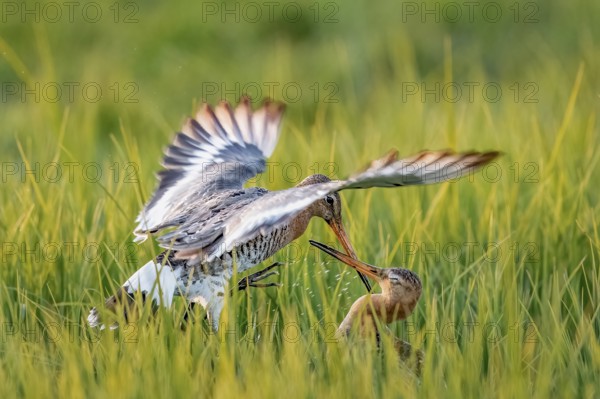 Two black-tailed godwits (Limosa limosa) in a wild territorial fight on a wet meadow, Dümmer nature