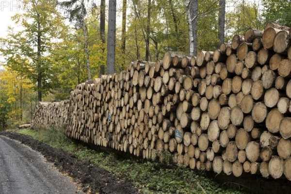 Logging in the Harz Mountains, forest work, Goslar, Lower Saxony, Germany