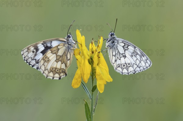 Checkerspot butterfly (Melanargia galathea) on gorse (Genista tinctoria), Bad Münstereifel, North