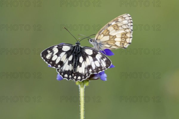 Checkerspot butterfly (Melanargia galathea) on Large Self-heal (Prunella grandiflora), Bad