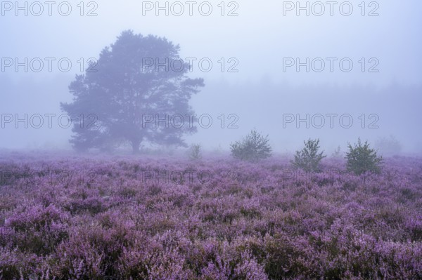 Flowering heather (Calluna vulgaris) with pine trees on a foggy morning in the Ahlhorner Heide,