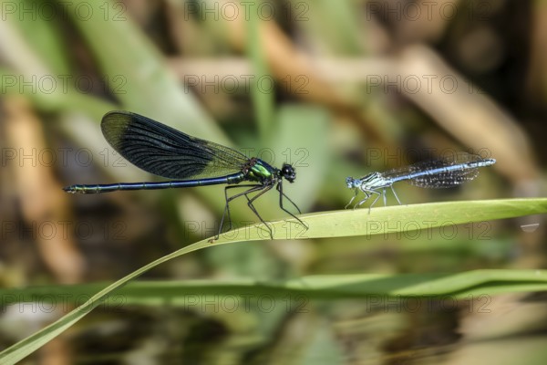 A Banded demoiselle (Calopteryx splendens) on the left and a White-legged damselfly (Platycnemis