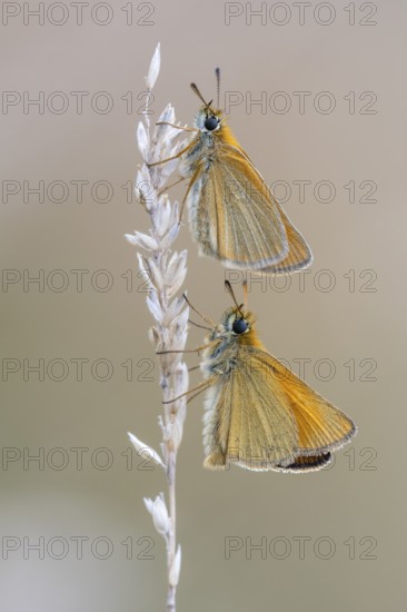 Large skipper (Ochlodes sylvanus), Ahlhorn, Lower Saxony, Germany