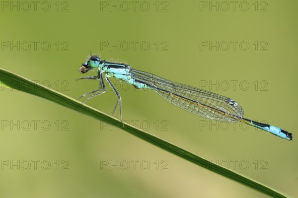 Blue-tailed damselfly (Ischnura elegans), Ahlhorn, Lower Saxony, Germany