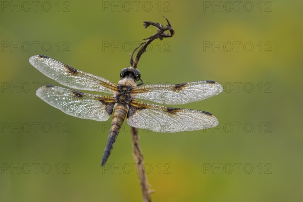 Four-spotted dragonfly (Libellula quadrimaculata), Ahlhorn, Lower Saxony, Germany