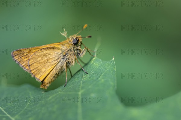 Large skipper (Ochlodes sylvanus), Ahlhorn, Lower Saxony, Netherlands
