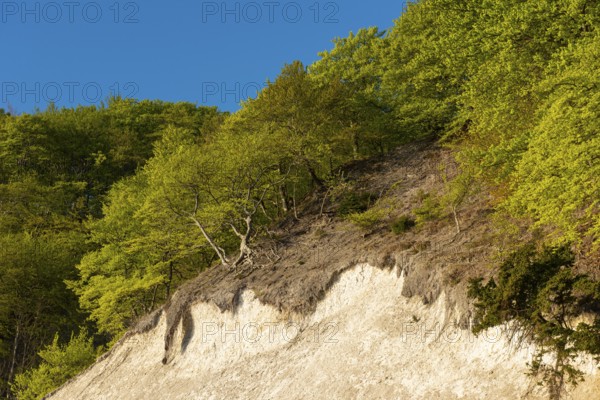 View of chalk cliffs in Jasmund National Park on Rügen, Sassnitz, Rügen, Mecklenburg-Western