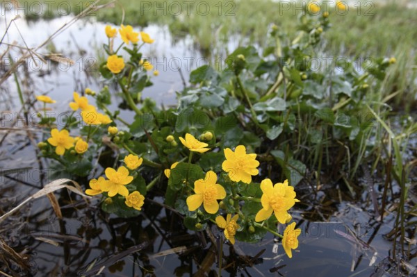 Yellow super marigolds (Caltha palustris) growing at the edge of a wet meadow, Dümmer nature park