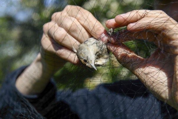 A female blackcap (Sylvia atricapilla) is released by hands from a net in the sunlight to be