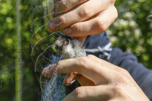 Hands carefully removing a long-tailed tit (Aegithalos caudatus) from a trapping net, bird