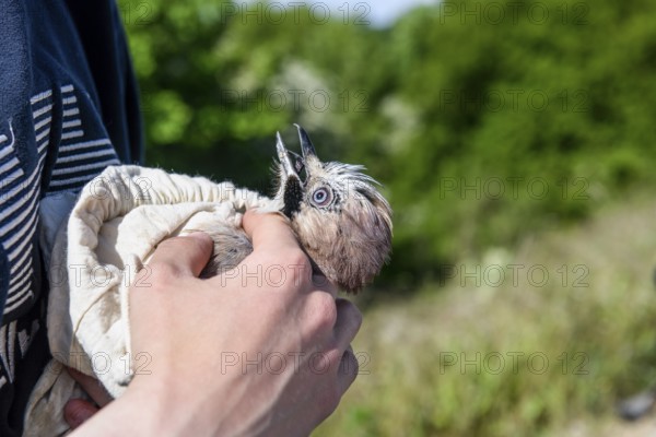 Eurasian jay (Garrulus glandarius) being held by a person, head collected as part of a survey